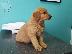 PoulaTo: Κουτάβια Golden Retriever